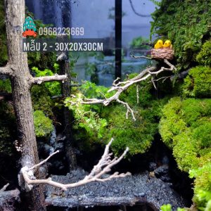 Bể bán cạn chuyên dụng nuôi cua ma cà rồng 30x20x30cm - mẫu 02