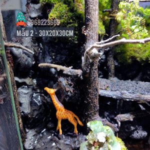 Bể bán cạn chuyên dụng nuôi cua ma cà rồng 30x20x30cm - mẫu 02