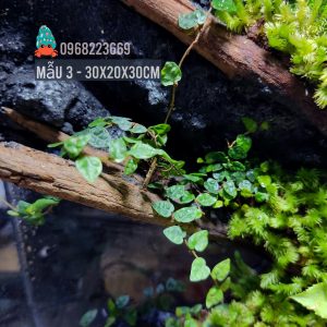 Bể bán cạn chuyên dụng nuôi cua ma cà rồng 30x20x30 cm - mẫu 03