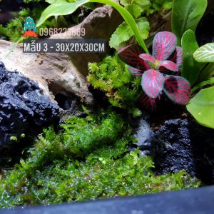 Bể bán cạn chuyên dụng nuôi cua ma cà rồng 30x20x30 cm - mẫu 03