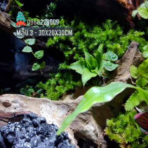 Bể bán cạn chuyên dụng nuôi cua ma cà rồng 30x20x30 cm - mẫu 03