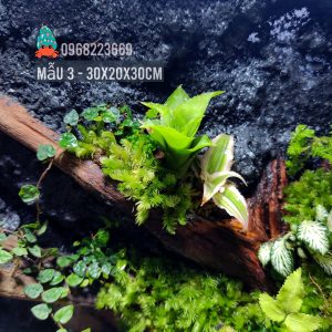 Bể bán cạn chuyên dụng nuôi cua ma cà rồng 30x20x30 cm - mẫu 03