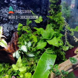 Bể bán cạn chuyên dụng nuôi cua ma cà rồng 30x20x30 cm - mẫu 03