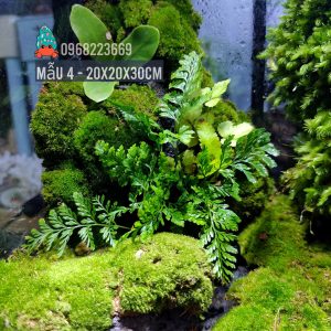 Bể bán cạn chuyên dụng nuôi cua ma cà rồng 20x20x30cm - mẫu 04