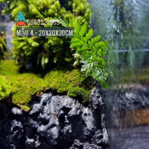 Bể bán cạn chuyên dụng nuôi cua ma cà rồng 20x20x30cm - mẫu 04