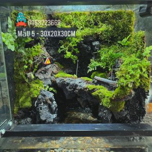 Bể bán cạn chuyên dụng nuôi cua ma cà rồng 30x20x30cm - mẫu 05