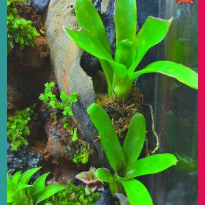 Bể bán cạn chuyên dụng nuôi cua ma cà rồng kích thước 30x20x30 cm - mẫu 07