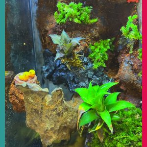 Bể bán cạn chuyên dụng nuôi cua ma cà rồng kích thước 30x20x30 cm - mẫu 07