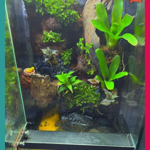 Bể bán cạn chuyên dụng nuôi cua ma cà rồng kích thước 30x20x30 cm - mẫu 07