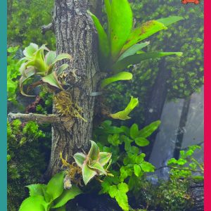 Bể bán cạn chuyên dụng nuôi cua ma cà rồng 30x20x30 cm - mẫu 08