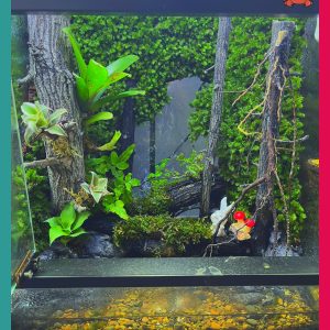 Bể bán cạn chuyên dụng nuôi cua ma cà rồng 30x20x30 cm - mẫu 08