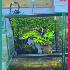 Bể bán cạn chuyên dụng nuôi cua ma cà rồng 30x20x30cm cây và rêu thật - mẫu 09