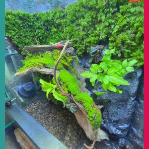 Bể bán cạn chuyên dụng nuôi cua ma cà rồng 30x20x30cm cây và rêu thật - mẫu 09