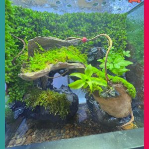 Bể bán cạn chuyên dụng nuôi cua ma cà rồng 30x20x30cm cây và rêu thật - mẫu 09