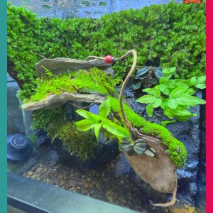 Bể bán cạn chuyên dụng nuôi cua ma cà rồng 30x20x30cm cây và rêu thật - mẫu 09