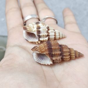 Vỏ ốc xoắn baby cực đẹp nhiều kích cỡ họa tiết ngẫu nhiên