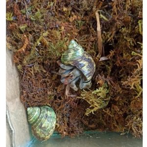 Rêu rừng khô lót nền, thức ăn cho ốc mượn hồn 100gram xanh mướt