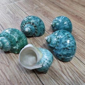 Vỏ ốc xà cừ xanh baby họa tiết ngẫu nhiên cỡ L XL 3XL