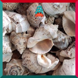 Vỏ ốc voi size baby, xs cực đẹp họa tiết ngẫu nhiên