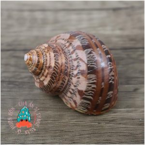 Vỏ ốc xà cừ đỏ size S M L họa tiết ngẫu nhiên