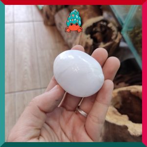 Vỏ ốc Mỡ trắng size XS-S-M cực đẹp