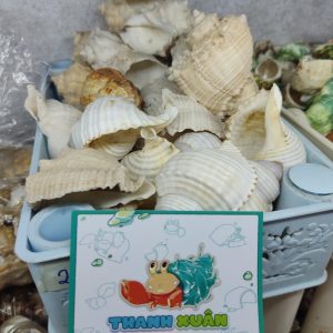 Bộ vỏ ốc trang trí đủ các kích thước giao ngẫu nhiên