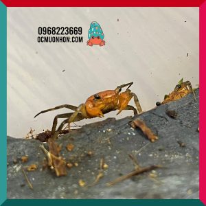 Bể bán cạn chuyên dụng nuôi cua ma cà rồng 30x20x30cm cây và rêu thật - mẫu 09