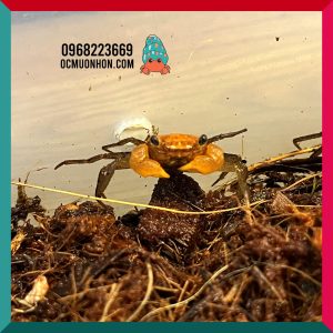 Bể bán cạn chuyên dụng nuôi cua ma cà rồng 30x20x30cm cây và rêu thật - mẫu 09