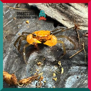 Bể bán cạn chuyên dụng nuôi cua ma cà rồng 30x20x30 cm - mẫu 03