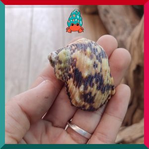 Vỏ ốc mặt trăng vàng size XS,S, M cực đẹp họa tiết ngẫu nhiên