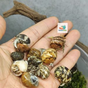 Combo 20 OMH siêu mini họa tiết ngẫu nhiên xinh xắn