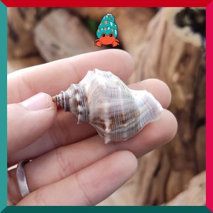 Vỏ ốc voi size baby, xs cực đẹp họa tiết ngẫu nhiên