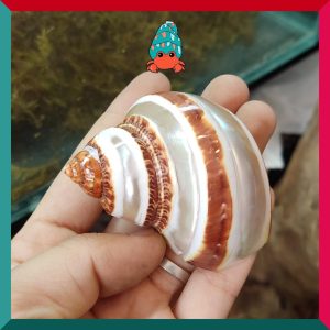 Vỏ ốc mặt trăng xanh mài lốc xoáy xà cừ cỡ xs xs+