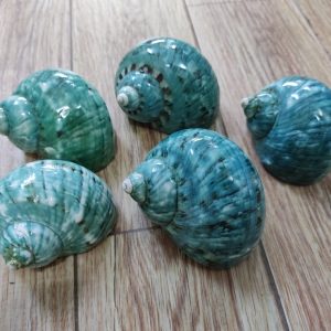 Vỏ ốc xà cừ xanh baby họa tiết ngẫu nhiên cỡ L XL 3XL