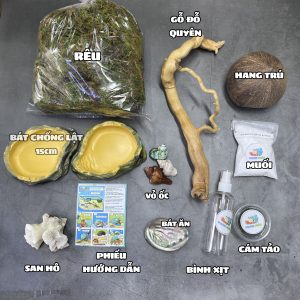 Combo nuôi ốc mượn hồn bát vàng S ( không kèm chuồng )