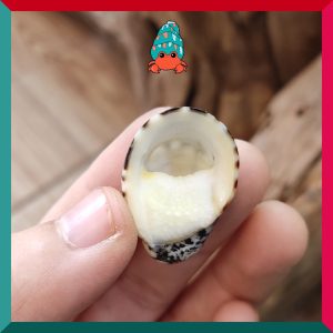 Vỏ ốc móng ngựa size baby-siêu baby họa tiết ngẫu nhiên