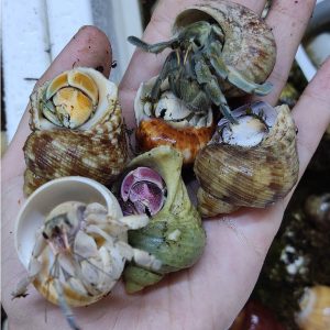 Combo 20 RUGO ALBINO tặng 10 nhiều màu