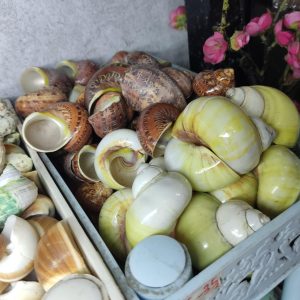 Bộ vỏ ốc trang trí đủ các kích thước giao ngẫu nhiên