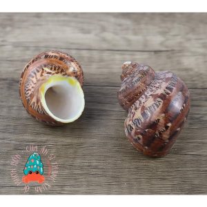 Vỏ ốc xà cừ đỏ size S M L họa tiết ngẫu nhiên