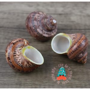 Vỏ ốc xà cừ đỏ size S M L họa tiết ngẫu nhiên