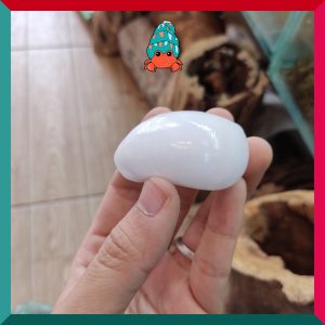 Vỏ ốc Mỡ trắng size XS-S-M cực đẹp