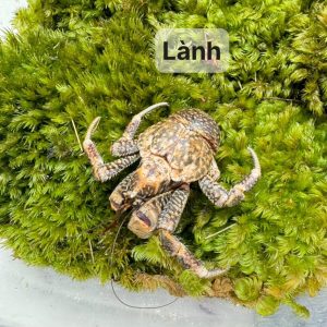 Cua dừa cảnh mini