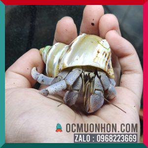 Ốc Mượn Hồn Lila