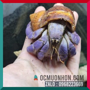Ốc Mượn Hồn Lila