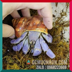 Ốc Mượn Hồn Lila