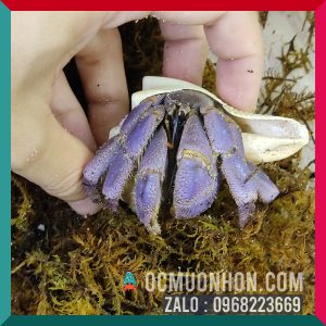 Ốc Mượn Hồn Lila
