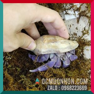 Ốc Mượn Hồn Lila