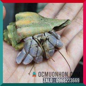 Ốc Mượn Hồn Lila