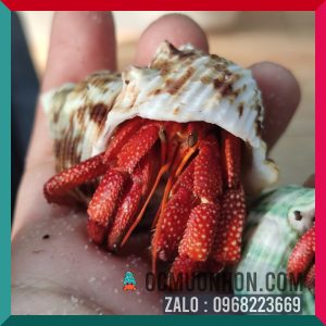 Ốc mượn hồn PERLATUS ĐỎ màu ngẫu nhiên