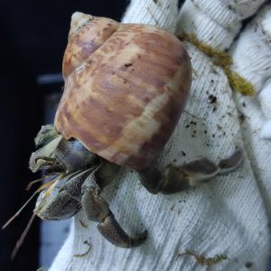 Ốc mượn hồn RUGO xinh xắn